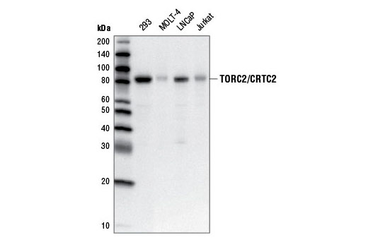 Western blot analysis of extracts from various cell lines using TORC2/CRTC2 (5B10) Mouse mAb.