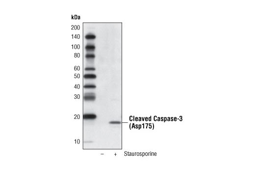 Western blot analysis of extracts from HeLa cells, untreated or treated with Staurosporine #9953 (1 μM, 3 hrs), using Cleaved Caspase-3 (Asp175) (5A1E) Rabbit mAb (Biotinylated) and detected with Streptavidin-HRP #3999.