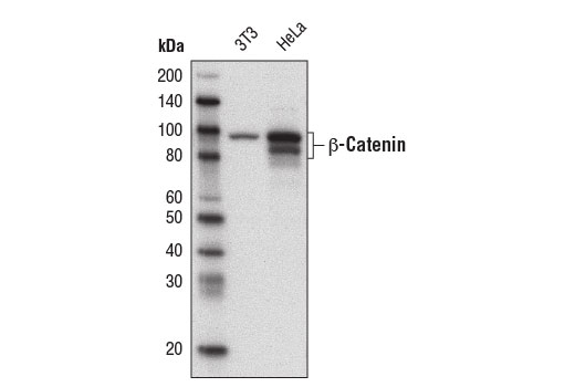 Western blot analysis of extracts from 3T3 and HeLa cells using β-Catenin (D10A8) XP ® Rabbit mAb (Biotinylated).