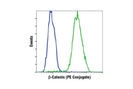 Flow cytometric analysis of NCI-H28 cells (blue) and HeLa cells (green) using β-Catenin (L54E2) Mouse mAb (PE Conjugate).