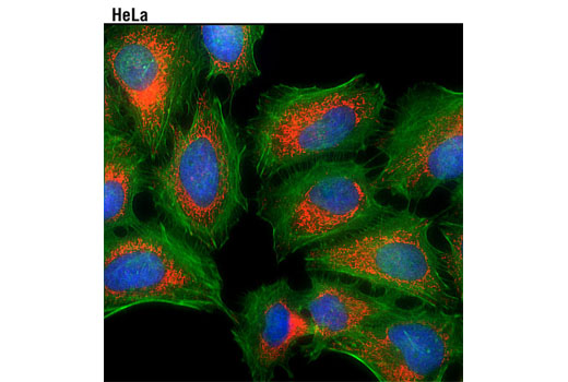 Immunofluorescent analysis of HeLa cells using COX IV (3E11) Rabbit mAb (Alexa Fluor ® 594 Conjugate) (red). Actin filaments were labeled with Alexa Fluor ® 488 phalloidin (green). Blue pseudocolor = DRAQ5 ® #4084 (fluorescent DNA dye).
