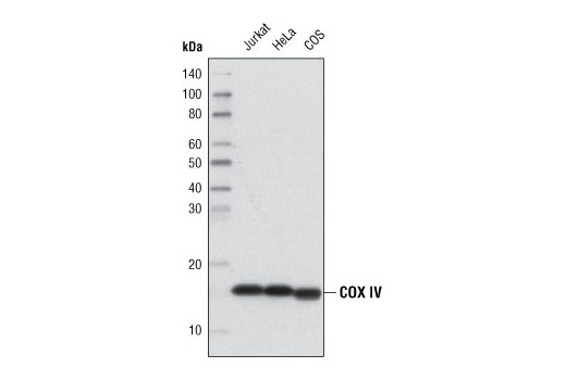 Western blot analysis of extracts from Jurkat, HeLa and COS cell lines, using COX IV (3E11) Rabbit mAb (HRP Conjugate).
