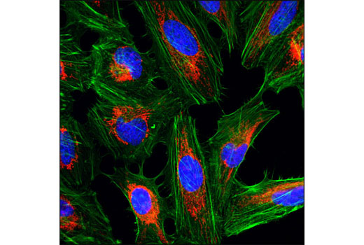 Confocal immunofluorescent analysis of HeLa cells using COX IV (3E11) Rabbit mAb (Alexa Fluor ® 555 Conjugate) (red). Actin filaments were labeled with Alexa Fluor ® 488 phalloidin (green). Blue pseudocolor = DRAQ5 ® #4084 (fluorescent DNA dye).
