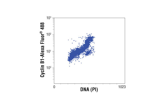 Flow cytometric analysis of untreated Jurkat cells, using Cyclin B1 (V152) (Alexa Fluor®488 Conjugate) Mouse mAb versus propidium iodide (DNA content).
