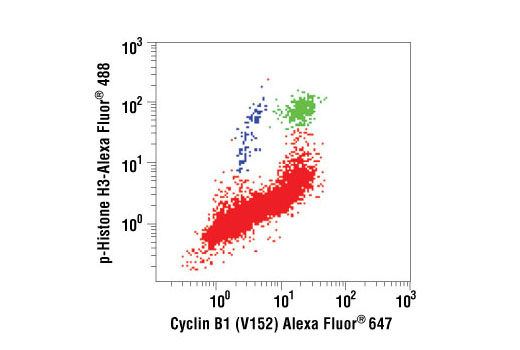 Two-color flow cytometric analysis of asynchronous Jurkat cells, using Cyclin B1 (V152) Alexa Fluor ® 647 Conjugate and Phospho-Histone H3 (Ser10) Alexa Fluor ® 488 Conjugate #9708. Cells represented in green are positive for cyclin B1 and phospho-histone H3, while cells represented in blue are positive for phospho-histone H3 and negative for cyclin B1. Both cell populations (green and blue) correspond to cells undergoing mitosis.