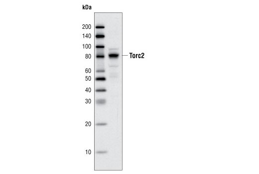 Western blot analysis of extracts from 293T cells using TORC2/CRTC2 Antibody.