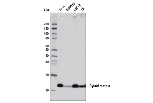 Western blot analysis of extracts from various cell lines using Cytochrome c (D18C7) Rabbit mAb (HRP Conjugate).