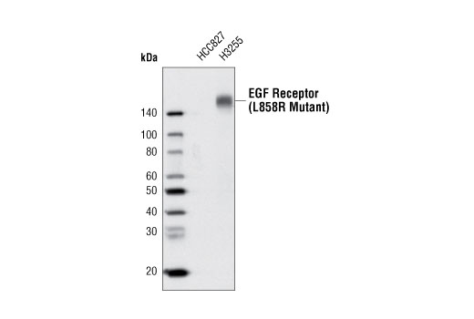 Western blot analysis of extracts from HCC827 and H3255 cells using EGF Receptor (L858R Mutant Specific) (43B2) Rabbit mAb (Biotinylated) and detected with Strepavidin-HRP #3999.