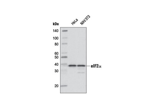 Western blot analysis of extracts from HeLa and NIH/3T3 cells using eIF2α (D7D3) XP ® Rabbit mAb (Biotinylated). Streptavidin-HRP #3999 was used for detection.