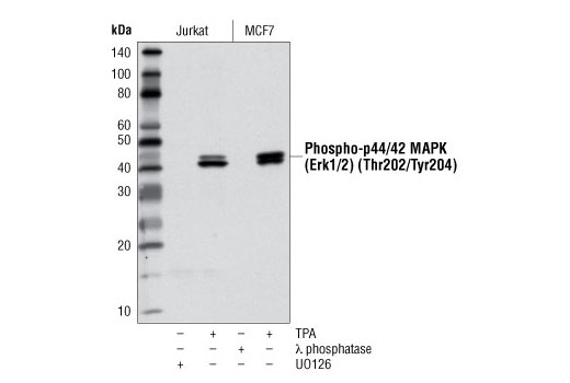 Western blot analysis of extracts from either Jurkat cells, treated with U0126 #9903 (10 µM, 1 hr) or TPA #4174 (200 nM, 10 min), or MCF7 cells, treated with λ phosphatase or TPA, using Phospho-p44/42 MAPK (Erk1/2) (Thr202/Tyr204) (D13.14.4E) XP ® Rabbit mAb (HRP Conjugate).