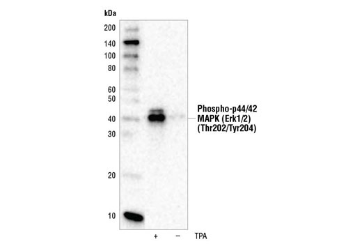 Western blot analysis of extracts from NIH/3T3 cells, untreated (-) or treated with TPA #4174 (200 nM, 10 min; +), using Phospho-p44/42 MAPK (Erk1/2) (Thr202/Tyr204) (197G2) Rabbit mAb (HRP Conjugate).