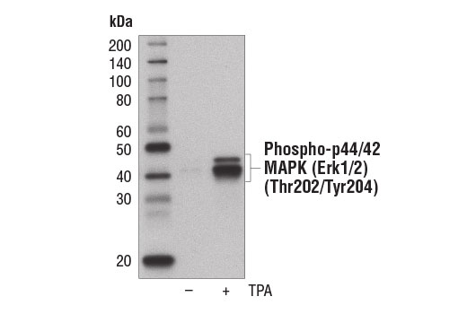 Western blot analysis of extracts from NIH/3T3 cells, untreated (-) or treated with TPA #4174 (200 nM for 10 min, +), using Phospho-p44/42 MAPK (Erk1/2) (Thr202/Tyr204) (197G2) Rabbit mAb (Biotinylated).