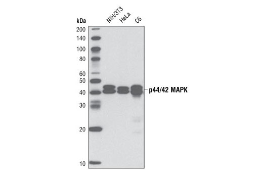 Western blot analysis of extracts from various cell lines using p44/42 MAPK (Erk1/2) (137F5) Rabbit mAb (Biotinylated).