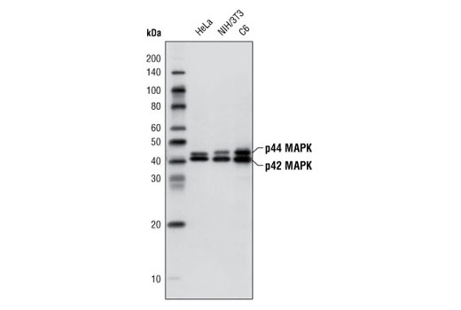 Western blot analysis of extracts from HeLa, NIH/3T3 and C6 cells, using p44/42 MAPK (Erk1/2) (137F5) Rabbit mAb (HRP Conjugate).