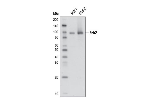 Western blot analysis of extracts from MCF7 and COS-7 cells using Ezh2 (D2C9) XP ® Rabbit mAb (Biotinylated). Streptavidin-HRP #3999 was used for western detection.