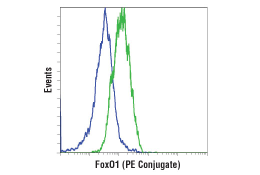 Flow cytometric analysis of Jurkat cells (blue) and IGROV1 cells (green) using FoxO1 (C29H4) Rabbit mAb (PE Conjugate).