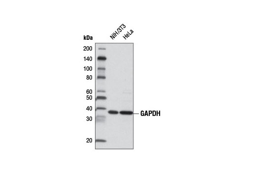 Western blot analysis of extracts from NIH/3T3 and HeLa cells using GAPDH (D16H11) XP ® Rabbit mAb (HRP Conjugate).