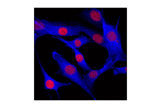 Confocal immunofluorescent analysis of C2C12 cells using GAPDH (14C10) Rabbit mAb (Alexa Fluor ® 647 Conjugate) (blue pseudocolor). Red = Propidium Iodide (fluorescent DNA dye).