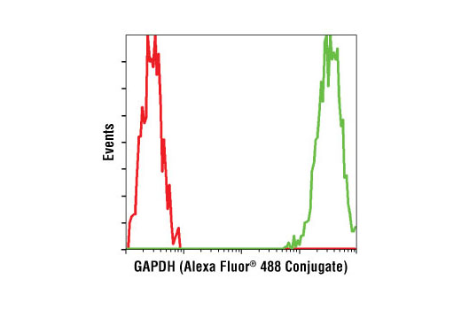 Flow cytometric analysis of HeLa cells using GAPDH (14C10) Rabbit mAb (Alexa Fluor ® 488 Conjugate) (green) compared to Rabbit (DA1E) mAb IgG Isotype Control (Alexa Fluor ® 488 Conjugate) #2975 (red).