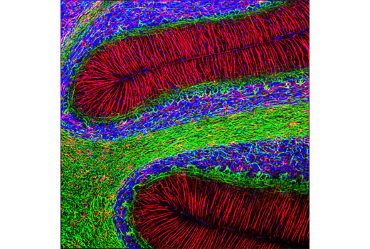 Confocal Immunofluorescent analysis of rat cerebellum using GFAP (GA5) Mouse mAb (Alexa Fluor ® 594 Conjugate) (red) and Neurofilament-L (C28E10) Rabbit mAb (Alexa Fluor ® 488 Conjugate) #8024 (green). Blue pseudocolor = DRAQ5 ® #4084 (fluorescent DNA dye).