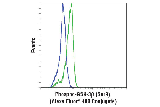Flow cytometric analysis of PC-3 cells, untreated (green) or treated with LY294002 #9901 and Wortmannin #9951 (blue), using Phospho-GSK-3β (Ser9) (D85E12) XP ® Rabbit mAb (Alexa Fluor ® 488 Conjugate).