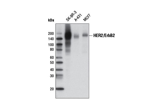 Western blot analysis of extracts from various cell lines using HER2/ErbB2 (D8F12) XP ® Rabbit mAb (Biotinylated).