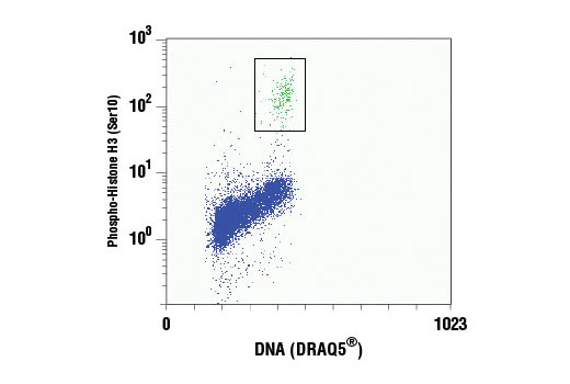 Flow cytometric analysis of Jurkat cells using Phospho-Histone H3 (Ser10) (D2C8) XP ® Rabbit mAb (PE Conjugate) compared to DRAQ5 ® #4084 (DNA content). The box indicates phospho-histone H3 positive cells.