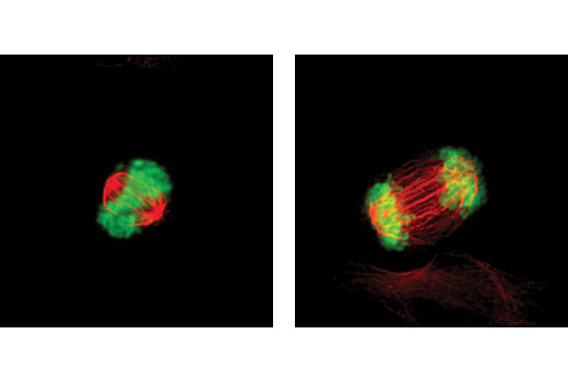 Confocal immunofluorescent analysis of HeLa cells using Phospho-Histone H3 (Ser10) (D2C8) XP ® Rabbit mAb (Alexa Fluor ® 488 Conjugate) (green) and β-Tubulin (9F3) Rabbit mAb (Alexa Fluor ® 555 Conjugate) #2116 (red).