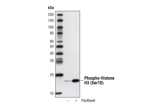 Western blot analysis of extracts from HeLa cells, untreated or paclitaxel-treated, using Phospho-Histone H3 (Ser10) (D2C8) XP ® Rabbit mAb (Biotinylated).