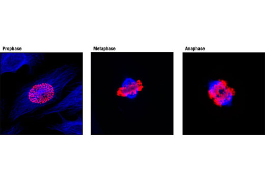 Confocal immunofluorescent analysis of mitotic HeLa cells using Phospho-Histone H3 (Ser10) (D2C8) XP ® Rabbit mAb (Alexa Fluor ® 555 Conjugate) (red) and β-Tubulin (9F3) Rabbit mAb #2128 (blue).
