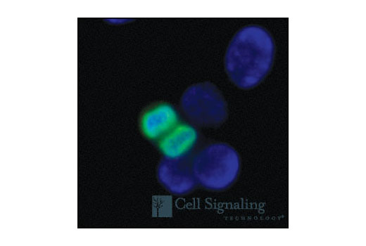 Immunocytochemical staining of untreated NIH/3T3 cells, using Phospho-Histone H3 (Ser10) Antibody (Alexa Fluor ® 488 conjugate) (green) and DAPI (blue).