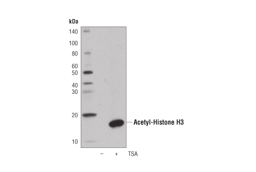 Western blot analysis of extracts from HeLa cells, untreated (-) or treated with Trichostatin A (TSA) #9950 (1 μM, 18 hr; +), using Acetyl-Histone H3 (Lys9) (C5B11) Rabbit mAb (HRP Conjugate).