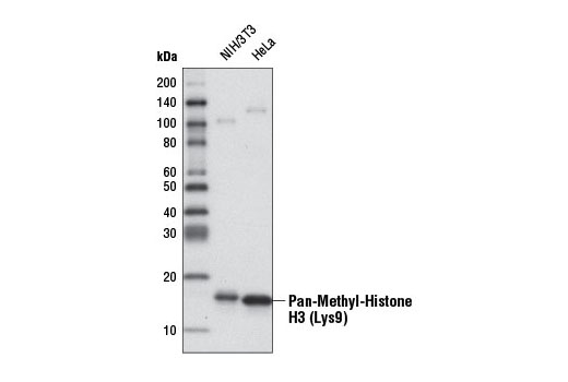 Western blot analysis of extracts from NIH/3T3 and HeLa cells using Pan-Methyl-Histone H3 (Lys9) (D54) XP ® Rabbit mAb (HRP Conjugate).