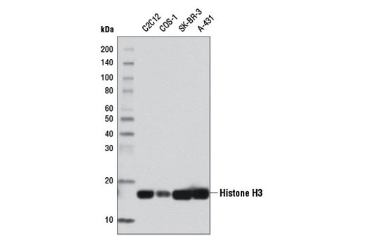Western blot analysis of extracts from various cell lines using Histone H3 (D1H2) XP ® Rabbit mAb (HRP Conjugate).