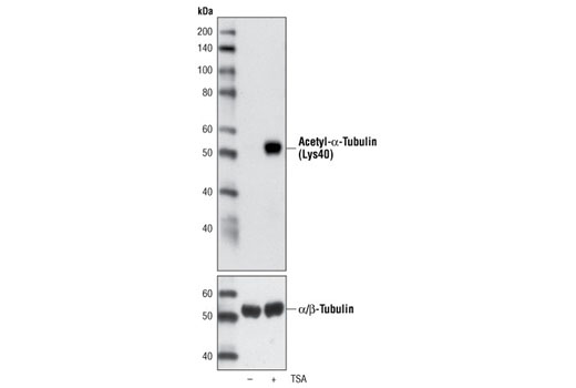 Western blot analysis of extracts from HeLa cells, untreated or TSA-treated (400 nM for 16 hours), using Acetyl-α-Tubulin (Lys40) Antibody.