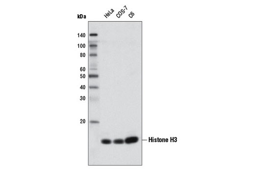 Western blot analysis of extracts from various cell lines using Histone H3 (D1H2) XP ® Rabbit mAb (Biotinylated).