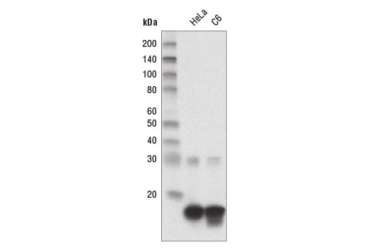Western blot analysis of extracts from HeLa and C6 cells using Di-Methyl-Histone H3 (Lys27) (D18C8) XP ® Rabbit mAb (HRP Conjugate).