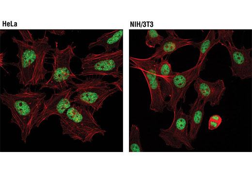 Confocal immunofluorescent analysis of HeLa (left) and NIH/3T3 (right) cells using Tri-Methyl-Histone H3 (Lys27) (C36B11) Rabbit mAb (Alexa Fluor ® 488 Conjugate) (green). Actin filaments were labeled with DY-554 phallodin (red).