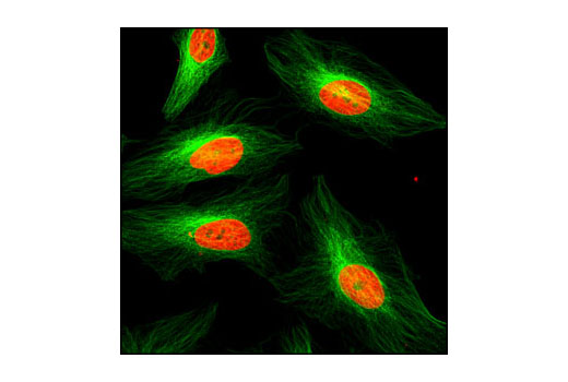 Confocal immunofluorescent analysis of HeLa cells using α-Tubulin (DM1A) Mouse mAb (green). Red = Propidium Iodide (fluorescent DNA dye).