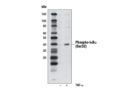Western blot analysis of extracts from HeLa cells, untreated or treated with human TNF-α (#8902, 20 ng/ml) for 5 minutes, using Phospho-IκBα (Ser32) (14D4) Rabbit mAb (Biotinylated).