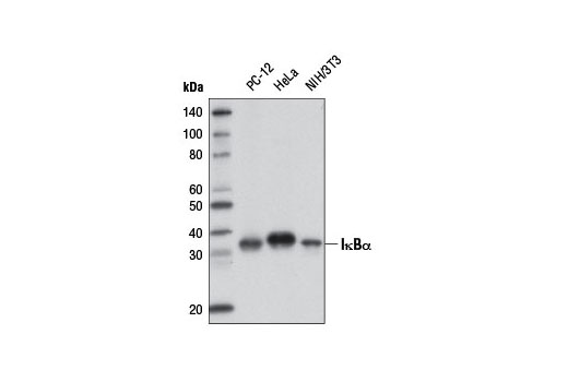 Western blot analysis of extracts from various cell lines using IκBα (L35A5) Mouse mAb (Amino-terminal Antigen) (Biotinylated). Streptavidin-HRP #3999 was used for detection.