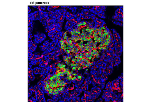 Confocal immunofluorescent analysis of rat pancreas using Insulin (C27C9) Rabbit mAb (Alexa Fluor ® 488 Conjugate) (green). Actin filaments were labeled with DY-554 phalloidin (red). Blue pseudocolor = DRAQ5 ® #4084 (fluorescent DNA dye).