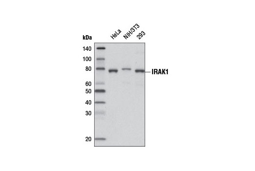Western blot analysis of extracts from various cell lines using IRAK1 (D51G7) Rabbit mAb (Biotinylated). Streptavidin-HRP #3999 was used for detection.
