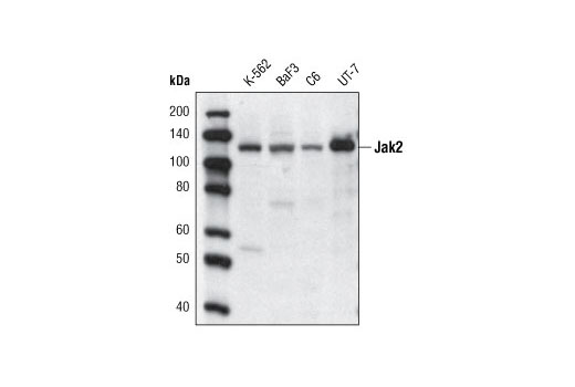 Western blot analysis of extracts from various cell lines using Jak2 (D2E12) XP ® Rabbit mAb (Biotinylated) and detected with Streptavidin-HRP #3999.