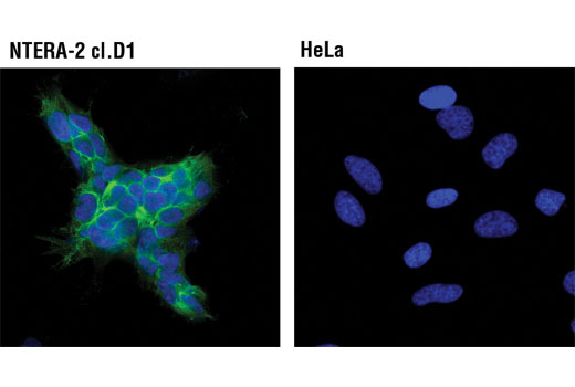 Immunofluorescent analysis of NTERA -2 cl.D1 (left) and HeLa (right) cells using Lin28A (D1A1A) XP ® (Alexa Fluor ® 488 Conjugate) Rabbit mAb (green). Pseudocolor blue = DRAQ5 ® #4084 (fluorescent DNA dye).