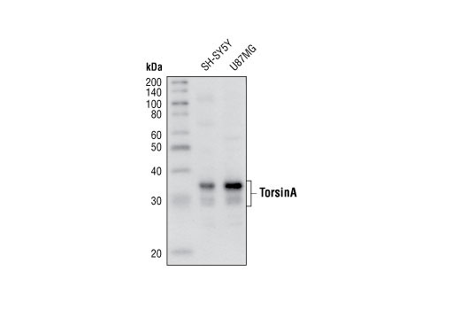 Western blot analysis of extracts from SH-SY5Y and U87MG cells, using TorsinA (D-M2A8) Mouse mAb.