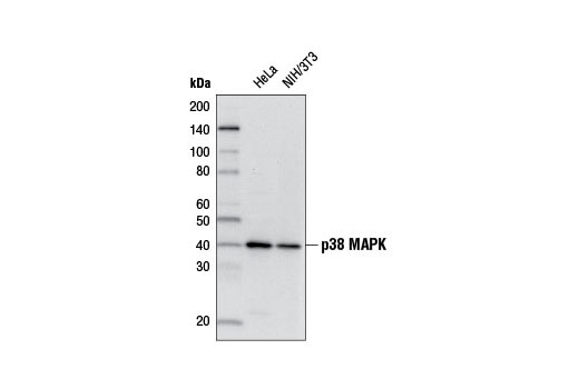 Western blot analysis of extracts from HeLa and NIH/3T3 cells using p38 MAPK (D13E1) XP ® Rabbit mAb (Biotinylated). Streptavidin-HRP #3999 was used for detection.