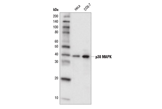 Western blot analysis of extracts from HeLa and COS-7 cells using p38 MAPK (D13E1) XP ® Rabbit mAb (HRP Conjugate).