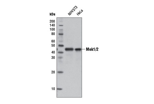 Western blot analysis of extracts from NIH/3T3 and HeLa cells using MEK1/2 (D1A5) Rabbit mAb (HRP Conjugate).