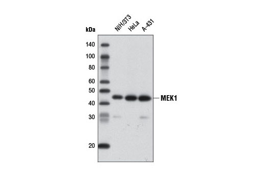 Western blot analysis of extracts from various cell lines using MEK1 (61B12) Mouse mAb (Biotinylated).